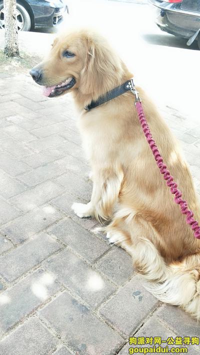 【长沙找狗】，1月25日下午家有金毛母犬走失星沙汽车站附近，它是一只非常可爱的宠物狗狗，希望它早日回家，不要变成流浪狗。