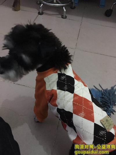 【郑州找狗】，急急 寻银黑雪纳瑞开关，它是一只非常可爱的宠物狗狗，希望它早日回家，不要变成流浪狗。