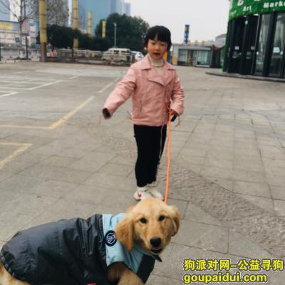 【金华找狗】，义乌福田 兴中小区 6个月左右金毛，它是一只非常可爱的宠物狗狗，希望它早日回家，不要变成流浪狗。