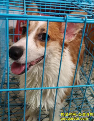 佛山寻狗，南庄镇堤田村遗失一只白黄柯基，它是一只非常可爱的宠物狗狗，希望它早日回家，不要变成流浪狗。