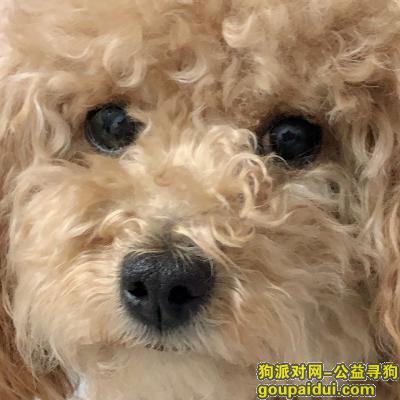 【太原找狗】，西山葡萄苑小区丢失黄色泰迪狗狗，它是一只非常可爱的宠物狗狗，希望它早日回家，不要变成流浪狗。