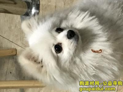 【太原找狗】，酬谢3000元寻白色博美狗，它是一只非常可爱的宠物狗狗，希望它早日回家，不要变成流浪狗。