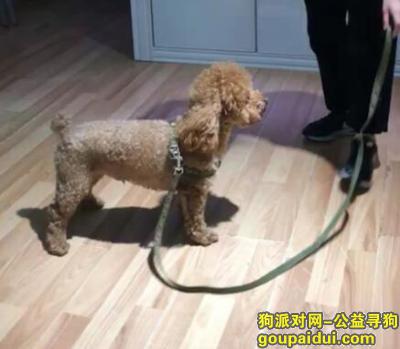 求助 求助 1.27号走失一条泰迪在 重庆九龙坡区保利心语花园遗失，它是一只非常可爱的宠物狗狗，希望它早日回家，不要变成流浪狗。