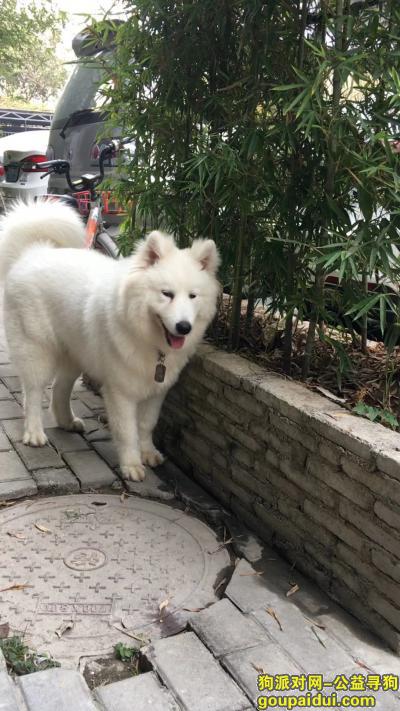 深圳宝安白色萨摩耶丢了，求扩散！谢谢，它是一只非常可爱的宠物狗狗，希望它早日回家，不要变成流浪狗。