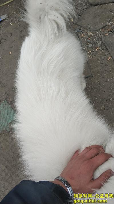 2091.2.2北京顺义萨摩耶，它是一只非常可爱的宠物狗狗，希望它早日回家，不要变成流浪狗。