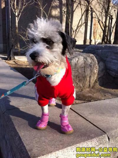 【北京找狗】，西城区新街口附近走失雪纳瑞串串！，它是一只非常可爱的宠物狗狗，希望它早日回家，不要变成流浪狗。