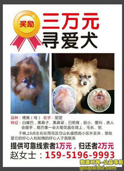 【南京找狗】，寻找爱犬名叫“丽丽”，博美犬，它是一只非常可爱的宠物狗狗，希望它早日回家，不要变成流浪狗。