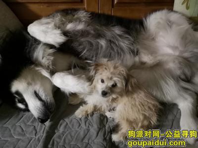 【上海找狗】，上海松江区秀南街附近丢失一条狗，图片里的小的那只狗，棕黄色卷毛，重金酬谢，找到当面酬谢3000元，它是一只非常可爱的宠物狗狗，希望它早日回家，不要变成流浪狗。