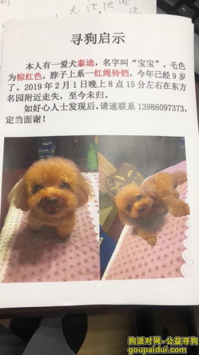 武汉找狗，棕色9岁泰迪犬2.1号在武汉市十一医院附近走失，它是一只非常可爱的宠物狗狗，希望它早日回家，不要变成流浪狗。