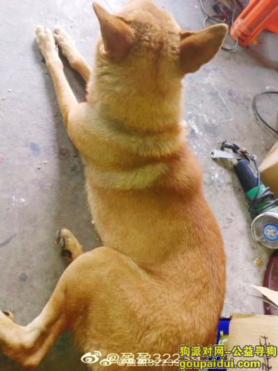 寻狗启示:土黄狗  名字叫 丁丁，它是一只非常可爱的宠物狗狗，希望它早日回家，不要变成流浪狗。