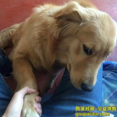 南阳寻狗启示，2016年丢了，找到重赏3万，它是一只非常可爱的宠物狗狗，希望它早日回家，不要变成流浪狗。