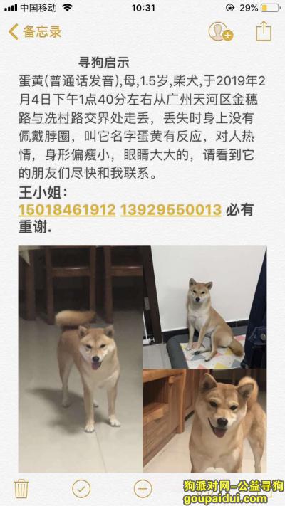 【广州找狗】，母，柴犬，2月4日天河冼村附近走失，它是一只非常可爱的宠物狗狗，希望它早日回家，不要变成流浪狗。