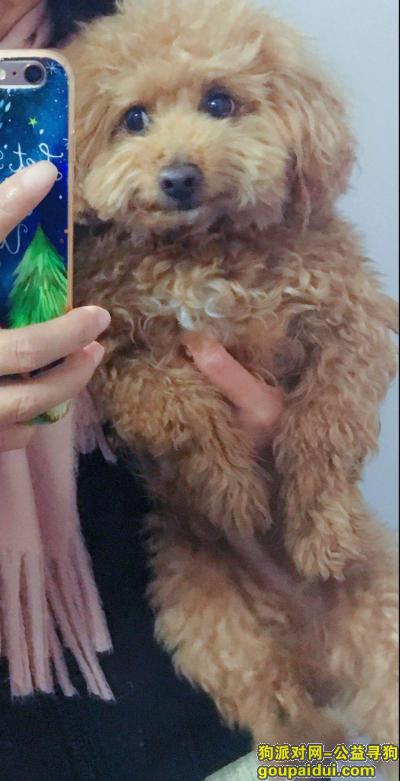 【南京找狗】，重金寻爱犬！！6岁浅黄色泰迪，它是一只非常可爱的宠物狗狗，希望它早日回家，不要变成流浪狗。