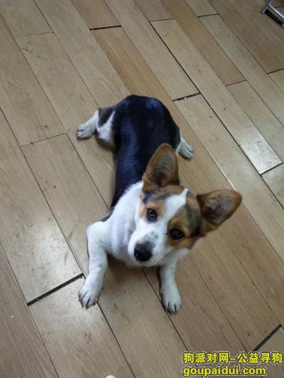 寻找爱犬三色柯基辽宁本溪，它是一只非常可爱的宠物狗狗，希望它早日回家，不要变成流浪狗。