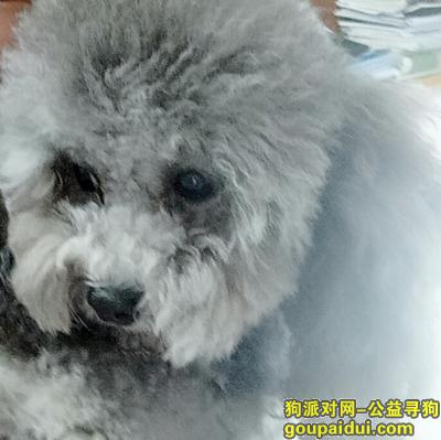 西安未央区凤城五路海景时代小区丢失灰色公泰迪，它是一只非常可爱的宠物狗狗，希望它早日回家，不要变成流浪狗。