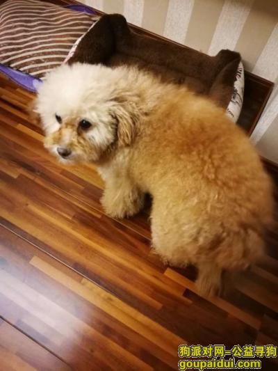 宝山区盘古路香缇公馆寻找棕色泰迪妞妞，它是一只非常可爱的宠物狗狗，希望它早日回家，不要变成流浪狗。