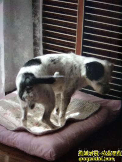 【大连找狗】，锦绣锦霞南小土狗初一下午走失去，它是一只非常可爱的宠物狗狗，希望它早日回家，不要变成流浪狗。