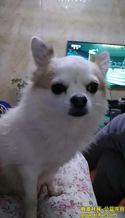 寻找小狗狗，坐标武汉江夏，它是一只非常可爱的宠物狗狗，希望它早日回家，不要变成流浪狗。