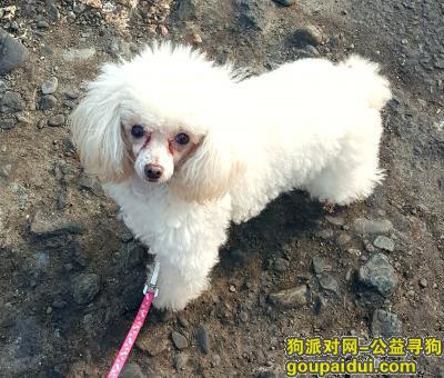 乌鲁木齐寻狗启示，十万火急寻狗白色贵宾，它是一只非常可爱的宠物狗狗，希望它早日回家，不要变成流浪狗。