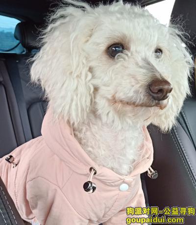 重酬走失6年的狗狗，白色狗狗，穿粉色棉袄，它是一只非常可爱的宠物狗狗，希望它早日回家，不要变成流浪狗。