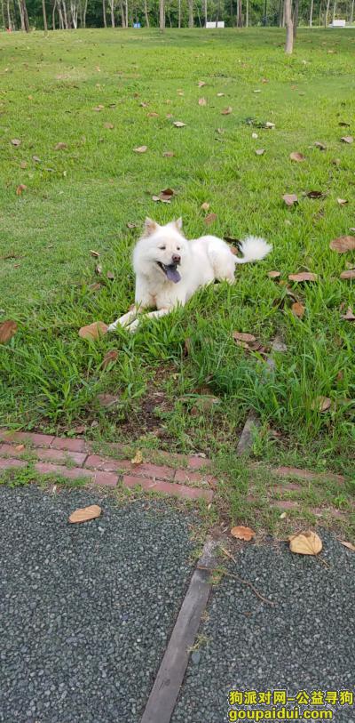 白色狗，黑色舌头，右腿有伤，它是一只非常可爱的宠物狗狗，希望它早日回家，不要变成流浪狗。