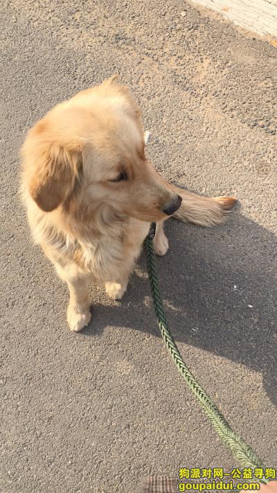 【北京找狗】，爱犬金毛与2019年2月9日下午走丢  有看见的朋友请联系我 急，它是一只非常可爱的宠物狗狗，希望它早日回家，不要变成流浪狗。