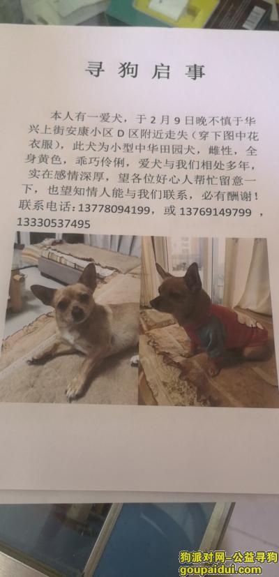 爱犬于2019年2月9日在游仙区华兴上街走失望知情者告知，它是一只非常可爱的宠物狗狗，希望它早日回家，不要变成流浪狗。