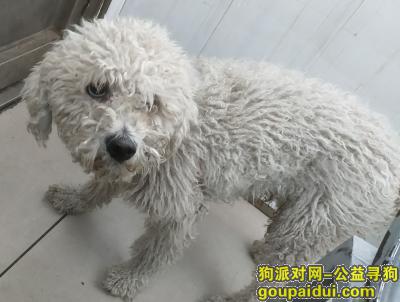 北京找狗主人，南苑机场附近路上遇见一只走失的比熊犬，它是一只非常可爱的宠物狗狗，希望它早日回家，不要变成流浪狗。