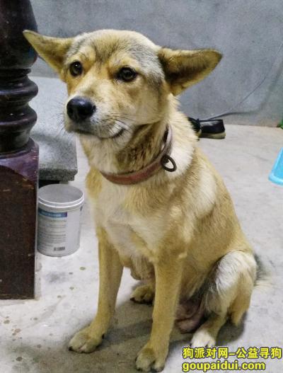 台州丢狗，寻找一只其貌不扬的土狗，它是一只非常可爱的宠物狗狗，希望它早日回家，不要变成流浪狗。