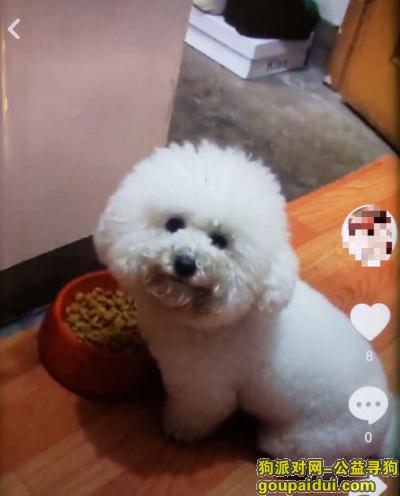 【上海找狗】，上海宝山区宝山聚源村附近急寻白色3岁母比熊，它是一只非常可爱的宠物狗狗，希望它早日回家，不要变成流浪狗。