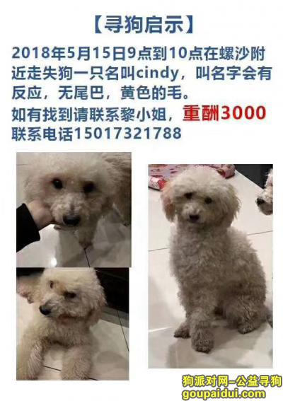 中山寻狗，2018年5月17号在永宁螺丝一带走失贵宾狗一只，它是一只非常可爱的宠物狗狗，希望它早日回家，不要变成流浪狗。