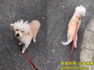 上海闵行区永康城兴顺苑寻找12岁贵宾犬，它是一只非常可爱的宠物狗狗，希望它早日回家，不要变成流浪狗。