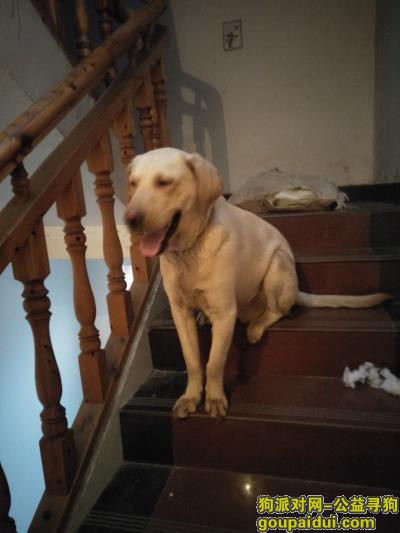 湖南怀化麻阳县前天丢了一只拉布拉多，它是一只非常可爱的宠物狗狗，希望它早日回家，不要变成流浪狗。