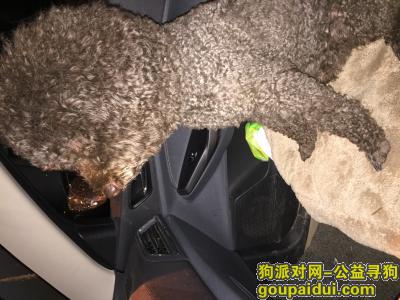 上海捡到狗，谁家的巨型贵宾狗，它是一只非常可爱的宠物狗狗，希望它早日回家，不要变成流浪狗。