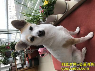 杭州找狗，已找到，它是一只非常可爱的宠物狗狗，希望它早日回家，不要变成流浪狗。