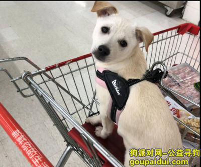 黄白色土狗于上海徐汇肇嘉浜路往建国西路方向丢失，它是一只非常可爱的宠物狗狗，希望它早日回家，不要变成流浪狗。