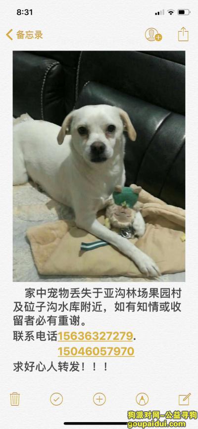 【哈尔滨找狗】，家中宠物丢失于亚沟林场果园村及砬子沟水库附近，它是一只非常可爱的宠物狗狗，希望它早日回家，不要变成流浪狗。
