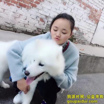 【西安找狗】，寻找白色萨摩耶，四月，????️重谢????，它是一只非常可爱的宠物狗狗，希望它早日回家，不要变成流浪狗。