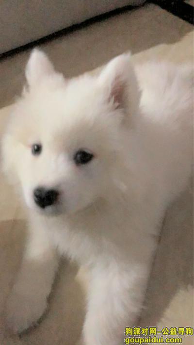 重庆万州区找狗萨摩耶，它是一只非常可爱的宠物狗狗，希望它早日回家，不要变成流浪狗。