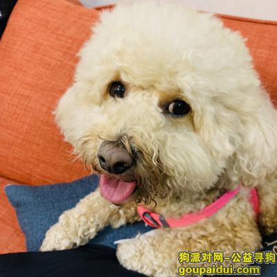 南京寻狗启示，2.13日于南京虹悦城附近捡到一只香槟色公泰迪，它是一只非常可爱的宠物狗狗，希望它早日回家，不要变成流浪狗。