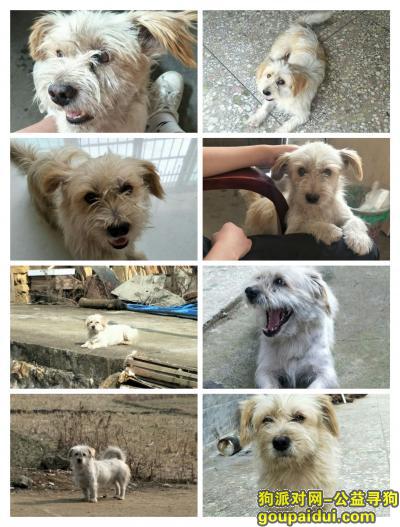 【广州找狗】，希望大家看到狗狗能联系我，非常感谢！！！！！！，它是一只非常可爱的宠物狗狗，希望它早日回家，不要变成流浪狗。