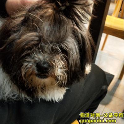 上海寻狗主人，···捡到一只黑白哈巴狗···，它是一只非常可爱的宠物狗狗，希望它早日回家，不要变成流浪狗。