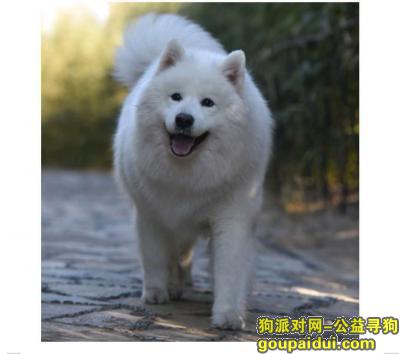 【北京找狗】，北京市昌平区北七家宏福苑小区酬谢五千元寻找萨摩，它是一只非常可爱的宠物狗狗，希望它早日回家，不要变成流浪狗。