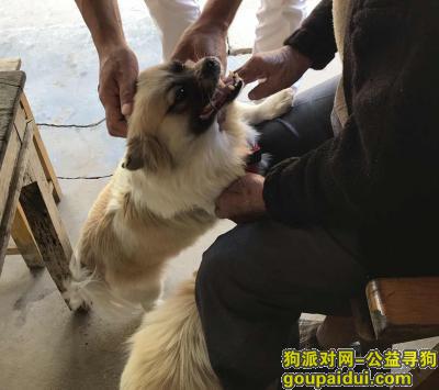 南京江宁区谷里街道酬谢2000寻找京巴串，它是一只非常可爱的宠物狗狗，希望它早日回家，不要变成流浪狗。