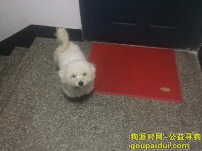 杭州捡到狗，捡到白色贵宾狗一只，它是一只非常可爱的宠物狗狗，希望它早日回家，不要变成流浪狗。