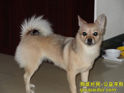 广州寻狗，广州天河区华师地铁站附近2019年2月12日中午12时左右走失，它是一只非常可爱的宠物狗狗，希望它早日回家，不要变成流浪狗。