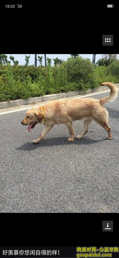 无锡寻狗启示，大黄在江阴桐歧供电所走失，它是一只非常可爱的宠物狗狗，希望它早日回家，不要变成流浪狗。