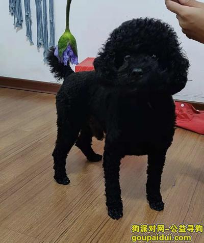 【南京找狗】，寻找黑色泰迪  南湾营润康苑走失，它是一只非常可爱的宠物狗狗，希望它早日回家，不要变成流浪狗。