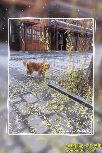 【重庆找狗】，重庆寻找金毛狗狗金毛，它是一只非常可爱的宠物狗狗，希望它早日回家，不要变成流浪狗。