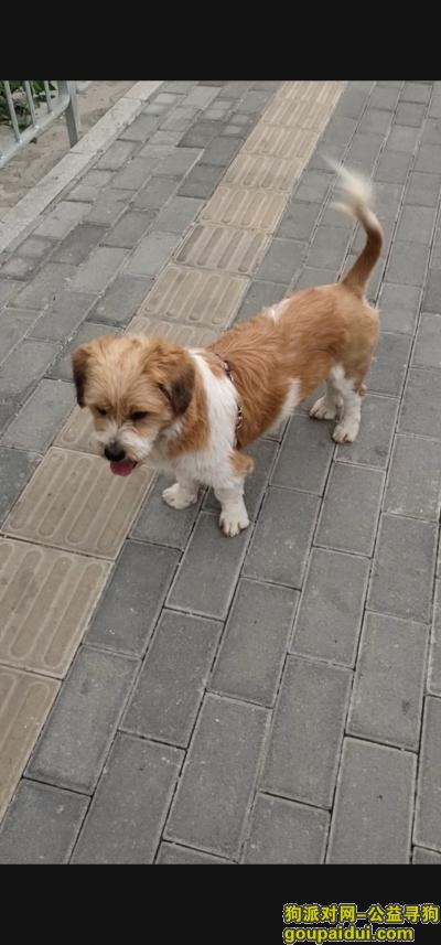 深圳找狗，寻狗启示 串串狗   离家出走一个星期了，它是一只非常可爱的宠物狗狗，希望它早日回家，不要变成流浪狗。